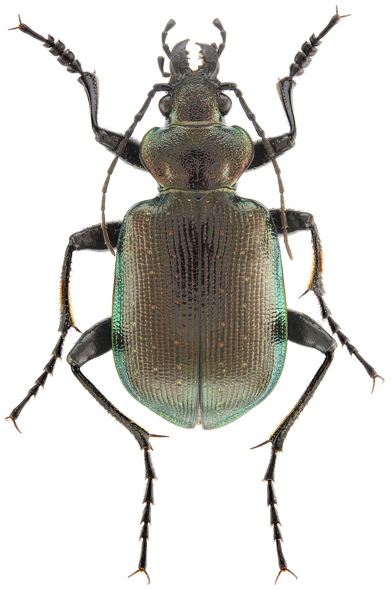 calosoma